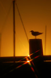 Hillary gull.jpg