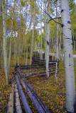 Fence and trees Telluride CO.jpg