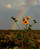 Sunshowers, TX