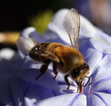 bee in purple 4.jpg