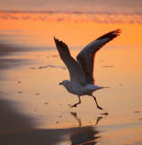 Seagull takes flight at Floreat beach