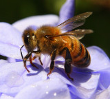 bee in purple 3.jpg