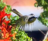 in flight.jpg