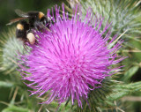 Bumble bee with pollen on thistle flower