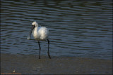 BF Spoonbill084.jpg