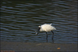 BF Spoonbill006195.jpg