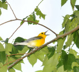 prothonotary warbler.jpg