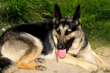 german shepherd