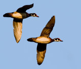Wood Ducks In Flight