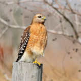 Red Shouldered Hawk