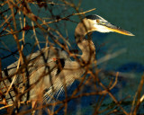 Great Blue Heron