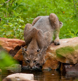 Bobcat