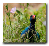 Purple Gallinule