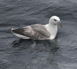 Northern Fulmar