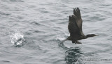 European Shag