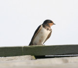 Barn Swallow