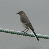 Yellow Wagtail