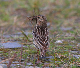 Red-throated Pipit