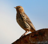 Red-throated Pipit