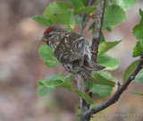 Common Redpoll