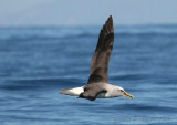 Vitpannad albatross