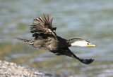 White-throated Cormorant