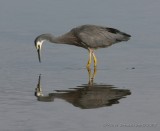 White-faced Egret