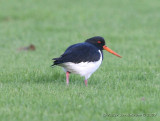 South Island Oystercatcher