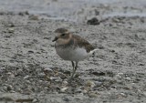 Double-banded Plover , juvenil