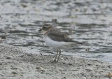 Double-banded Plover , juvenil