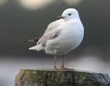 Red-billed Gull, juvenil