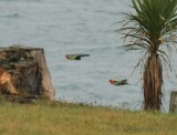 Eastern Rosella