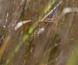 New Zealand Fernbird