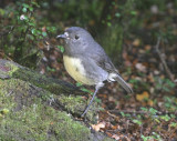 New Zealand Robin