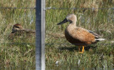 Sydamerikansk skedand, Red Shoveler, bde hanen och honan