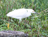 Snowy Egret