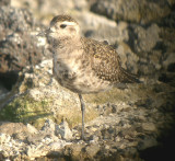 Grey Plover