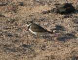 Semipalmated Plover