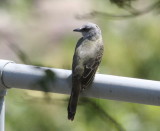 Tropical Kingbird