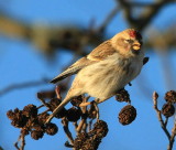 Common Redpoll