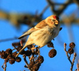 Common Redpoll