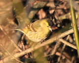 Eurasian Siskin