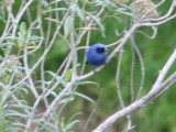 Masked Flowerpiercer