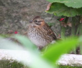 Rufous-collared Sparrow, juvenil