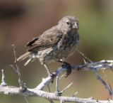 Medium Ground-Finch, female