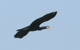 Great Cormorant