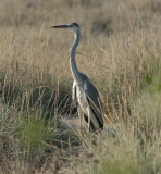 Grey Heron