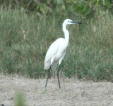 Little Egret