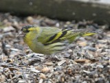 Eurasian Siskin, male