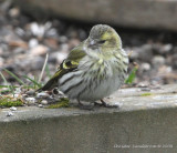 Eurasian Siskin, female